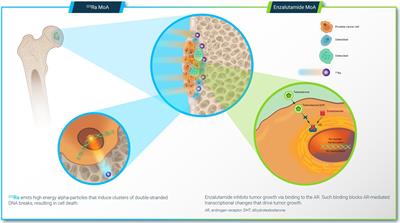 Treatment intensification with radium-223 plus enzalutamide in patients with metastatic castration-resistant prostate cancer